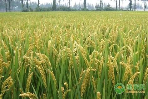 水稻产量每亩多少斤？水稻适宜的生长环境是什么？ - 惠农网