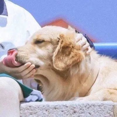 带狗的非主流头像