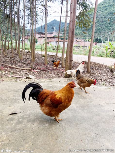 中国十大上等土鸡品种，清远麻鸡上榜，第一被誉为土鸡之王_排行榜123网