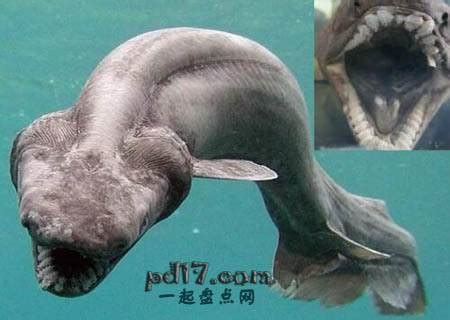 世界海洋里最恐怖的动物都有什么 十大恐怖海洋生物图片_奇象网