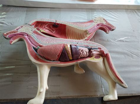 狗解剖-动物模型-河南恒之奇实业有限公司