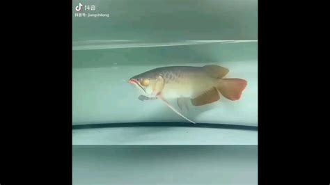 斑马鱼如何繁殖？6个要素_腾讯视频