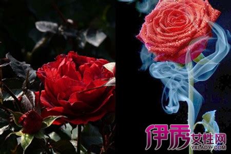 44朵玫瑰花的寓意与象征（解读传说中的花语，深入了解送花的真正含义）-花语大全-花植网