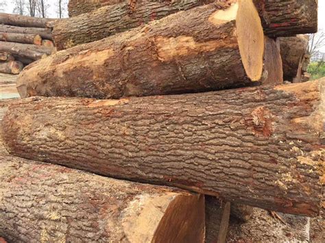 世界十大最重木头:第二名多用于铁路枕木第一名带有清香_植物之最_第一排行榜