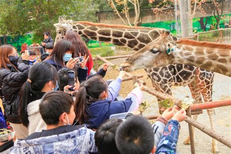 全球首个“AR动物园”启动 珍稀野生动物成身边萌宠_读特新闻客户端