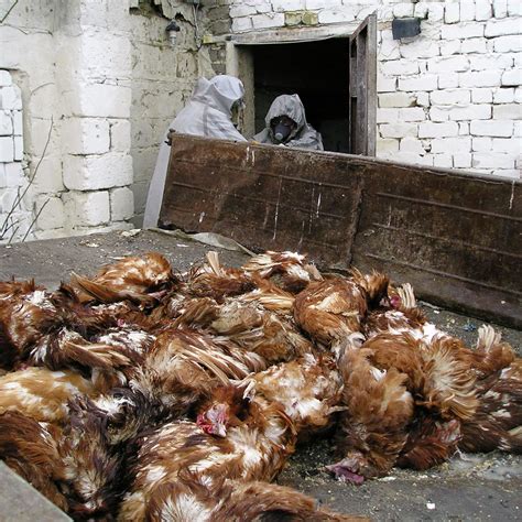 俄检察院：沃罗涅日动物园因禽流感威胁将对所有鸟类实施安乐死 - 2017年1月9日, 俄罗斯卫星通讯社