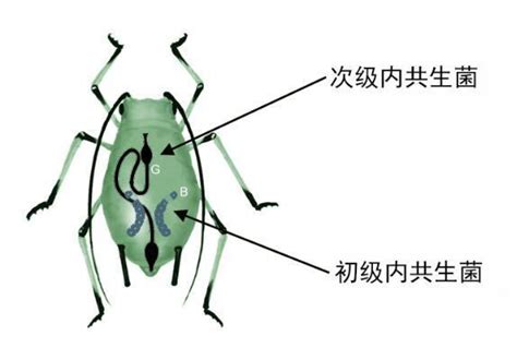 2022年春夏季蚜虫的发生和防治方法