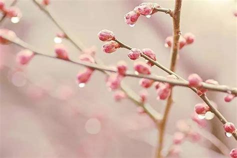 桃花的品种大全及名称,观赏桃花品种,常见100种花卉_大山谷图库