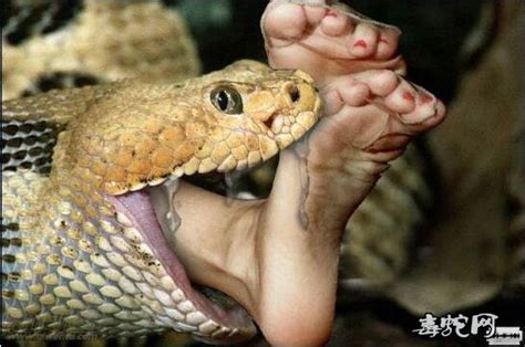 毒蛇为什么会咬人？该怎么避免被蛇咬伤？|咬人|五步蛇|蝮蛇_新浪新闻