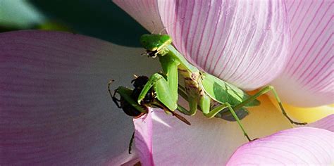 新摄影的胖老头摄影作品 螳螂捕食大黄蜂