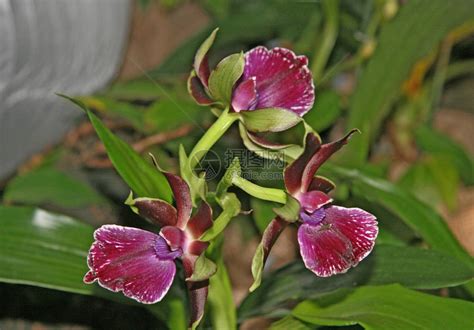 花园绿化中罕见的兰花深紫色的小花高清图片下载-正版图片504413412-摄图网