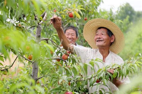安徽淮北：桃子熟了 果农乐了-人民图片网