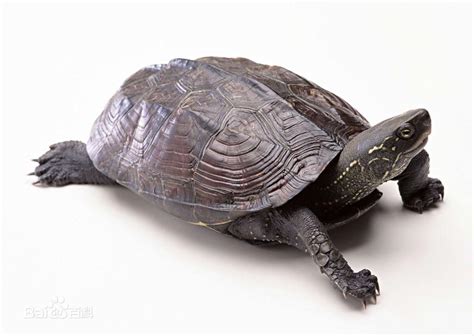 中国10大最名贵的乌龟_是一种