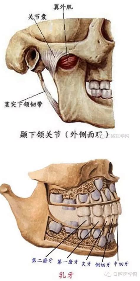 史上最精美的口腔解剖图！|美图类|陕西嘉友科贸有限公司