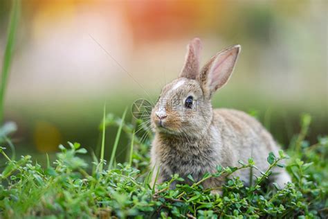 坐在砖地和绿田上的可爱兔子春草复活节兔子捕猎青草和户外花朵的东鸡蛋高清图片下载-正版图片305732103-摄图网