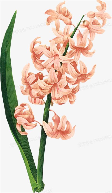 风信花图片