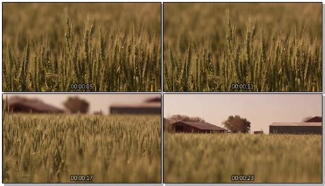 农业视频素材_农业视频下载_红动中国