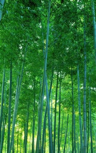 竹(风景手机静态壁纸) - 风景手机壁纸下载 - 元气壁纸