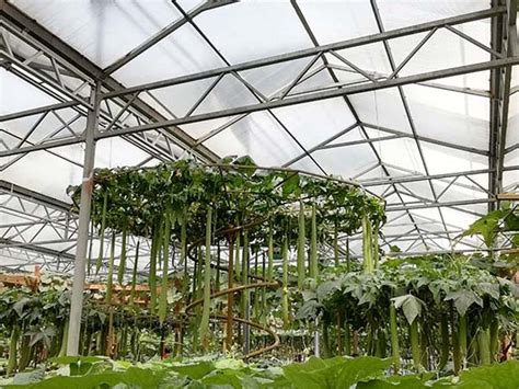 蔬菜温室大棚建设中铺设薄膜的作用及方法-青州市亿诚农业科技有限公司