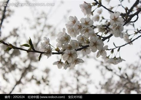 桃花如雪飞满天高清图片下载_红动中国