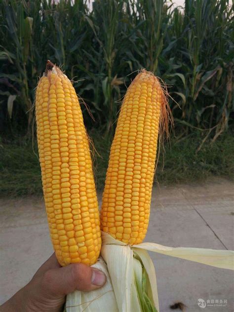 玉米种子排名前十名：龙高L2排第一名，良玉99居第二名_巴拉排行榜