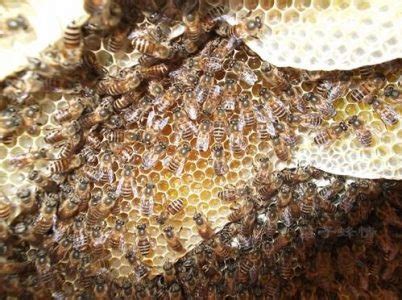 蜜蜂采蜂蜜干什么？ - 蜜蜂知识 - 酷蜜蜂