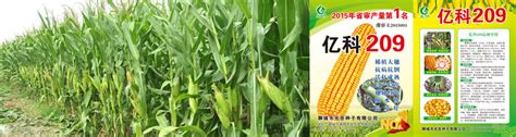 种子公司企业简介_小麦种子_玉米种子