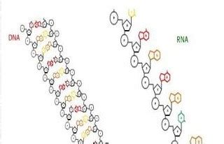 核酸的遗传特性是什么，简述核酸分子结构的基本概念_百度知道