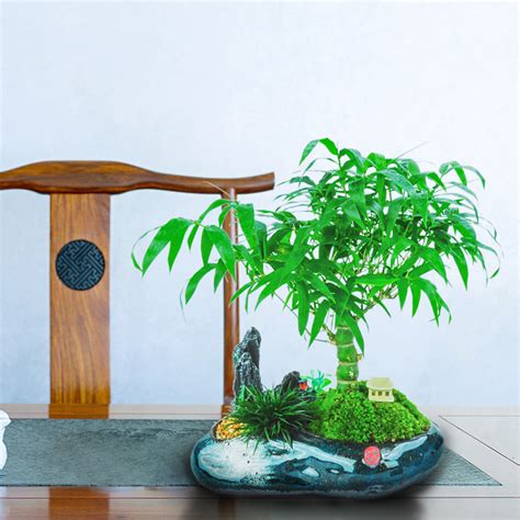 盆栽竹子常见品种与选苗标准