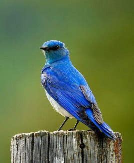 山地蓝知更鸟Muntainbluebird图片