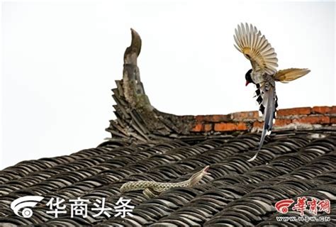 陕西农民屋顶上演蛇鸟大战结局意外_新浪图片