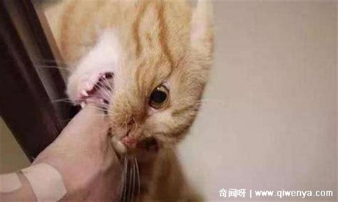 【图】被小猫抓伤出血怎么办啊 5大防止被猫抓的方法(3)_被小猫抓伤出血怎么办_伊秀美体网|yxlady.com