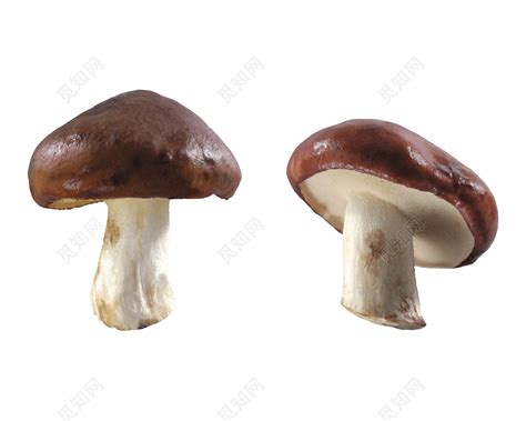 大蘑菇大全图片