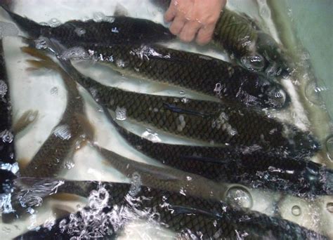 东北长白山区盛产的这八种冷水鱼都是人间美味|长白|美味|人间_新浪新闻