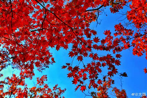 立冬时节，哪里能观赏到最后的红叶？如何品赏冬季的诗意？