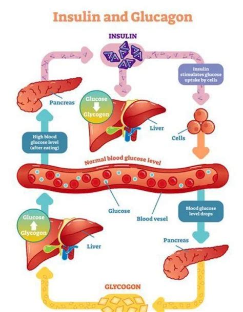 【生物可恋】肝糖原与肌糖原在人体内的转化_合成
