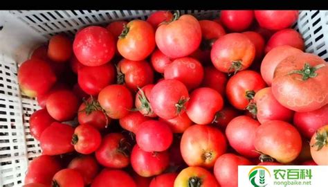 母番茄怎么看（专家解读番茄品种的特点与优势）-农百科