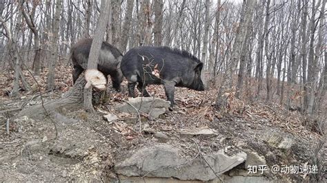 南京部分地区“猪患”愈发严重，野猪毁坏庄稼，人见了能不能打？ - 知乎