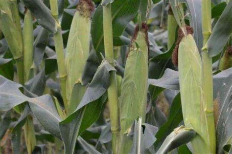 优质玉米种-农百科