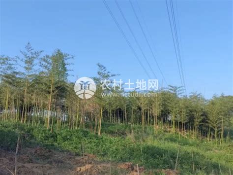 广东惠州 罗浮山附近三十亩农场寻求合作伙伴-美丽新乡村农房出租平台