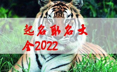 属虎2022年运程,2022关于虎的吉祥物？_2345实用查询