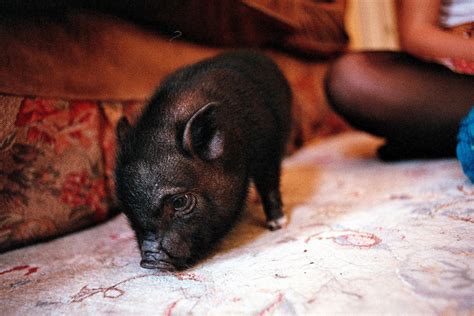 小香猪繁殖和饲养技术 - 茶杯宠物网