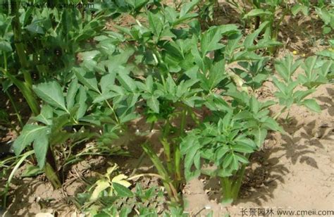 白芷种植技术 一亩地播种多少-养花技巧-江苏长景园林