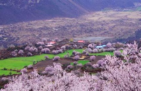 中国西藏自治区林芝市，林芝桃花，南迦巴瓦峰自然景观—高清视频下载、购买_视觉中国视频素材中心