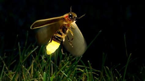 萤火虫如何发光？发光是为了什么？|萤火虫|发光|雄性_新浪新闻