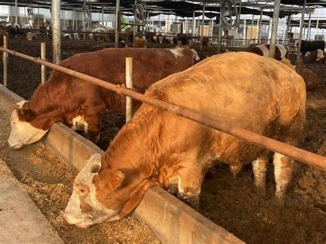 肉牛养殖技术 海南小黄牛价格 肉牛犊多少钱一头 鲁西黄牛-阿里巴巴