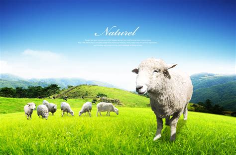 喜羊羊十六周年上线表情包，喜羊羊是代表，村长的昵称是“慢慢”_懒羊羊