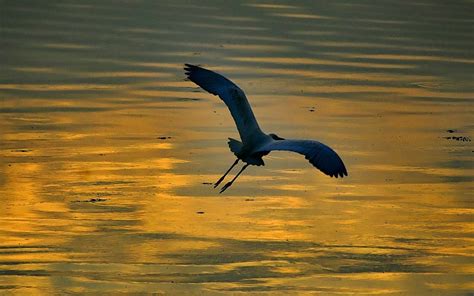 雾蒙蒙的早晨的小白鹭高清图片下载-正版图片507308508-摄图网