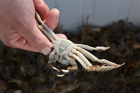 小螃蟹怎么养活 蟹苗养殖技巧与方法 | 说明书网