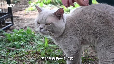 5000多只流浪猫被送至绝育，上海民间TNR护猫模式的成绩与争议 - 周到上海